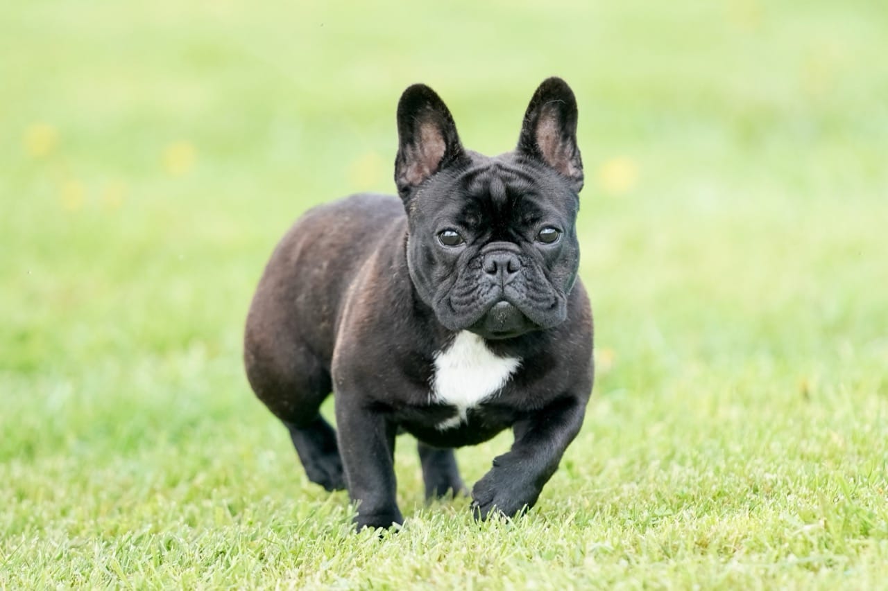 Unveiling the Charm of the French Bulldog A Companion for All
