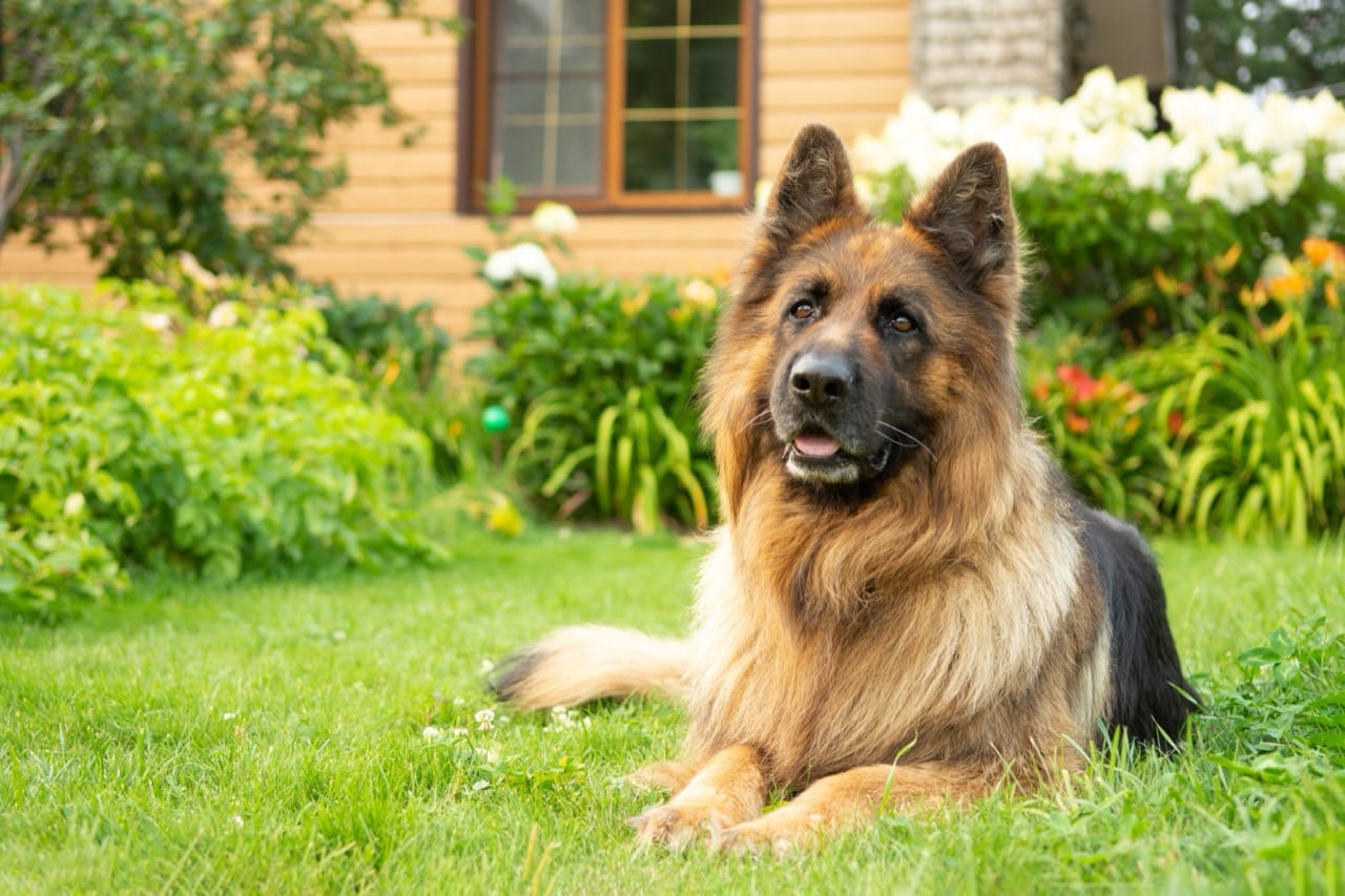 The German Shepherd A Breed of Brains and Brawn
