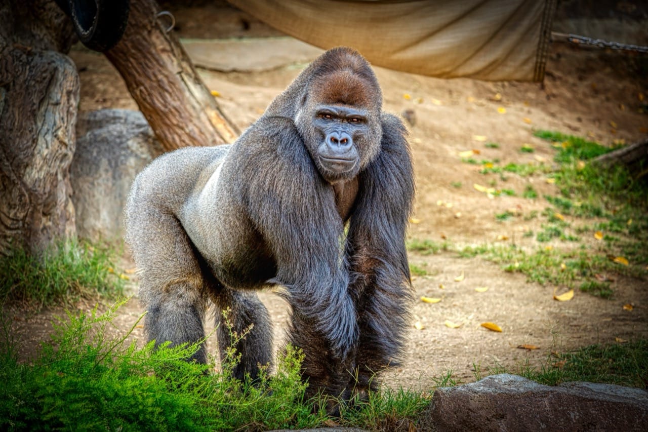 Majestic Titans of the Forest The Remarkable World of Gorillas