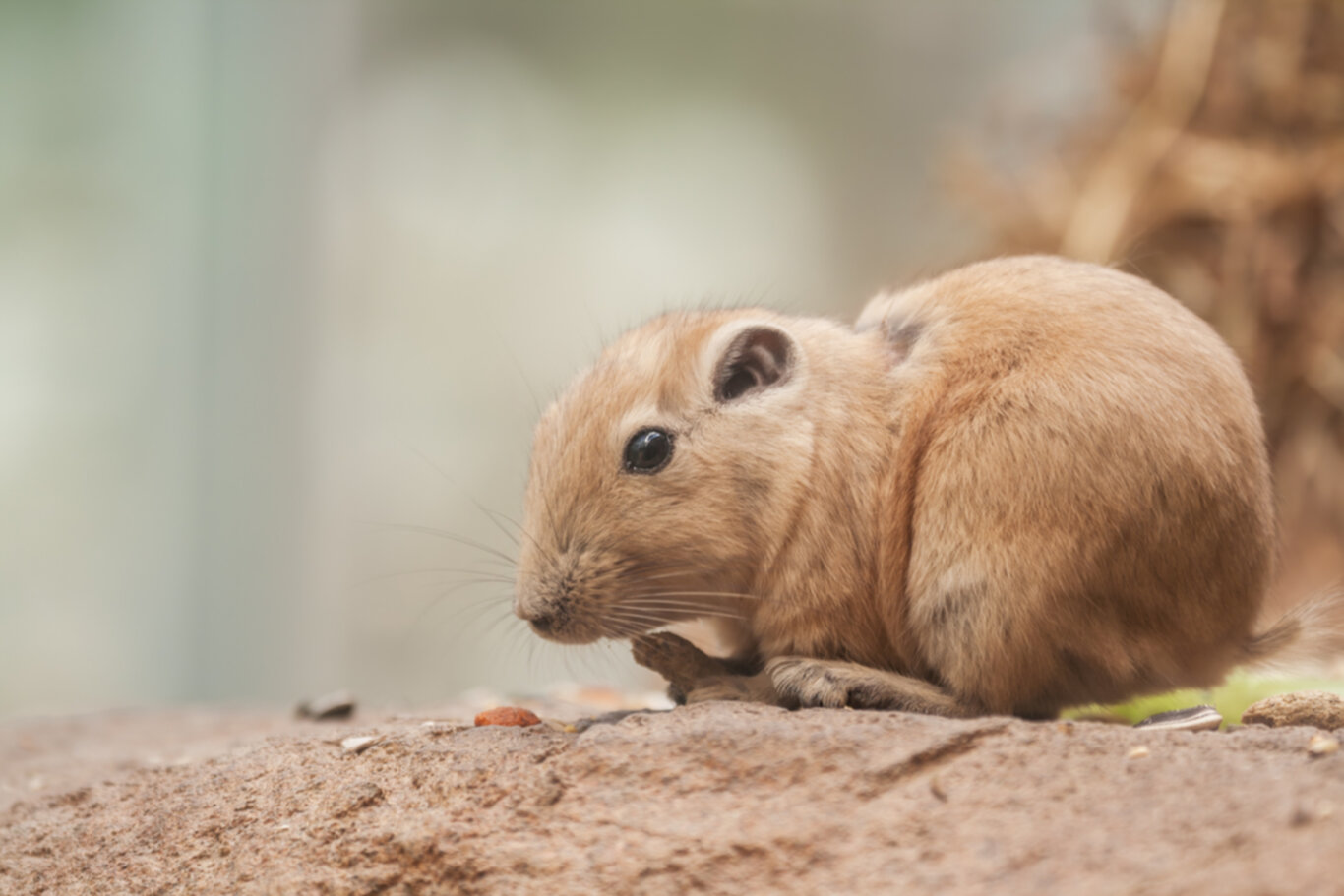 Exploring the Charm of the Common Gundi Africa’s Fascinating Rock Dweller