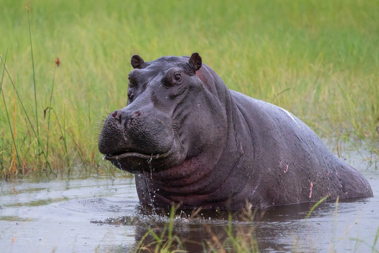 The Majestic Hippopotamus King of the African Waterways