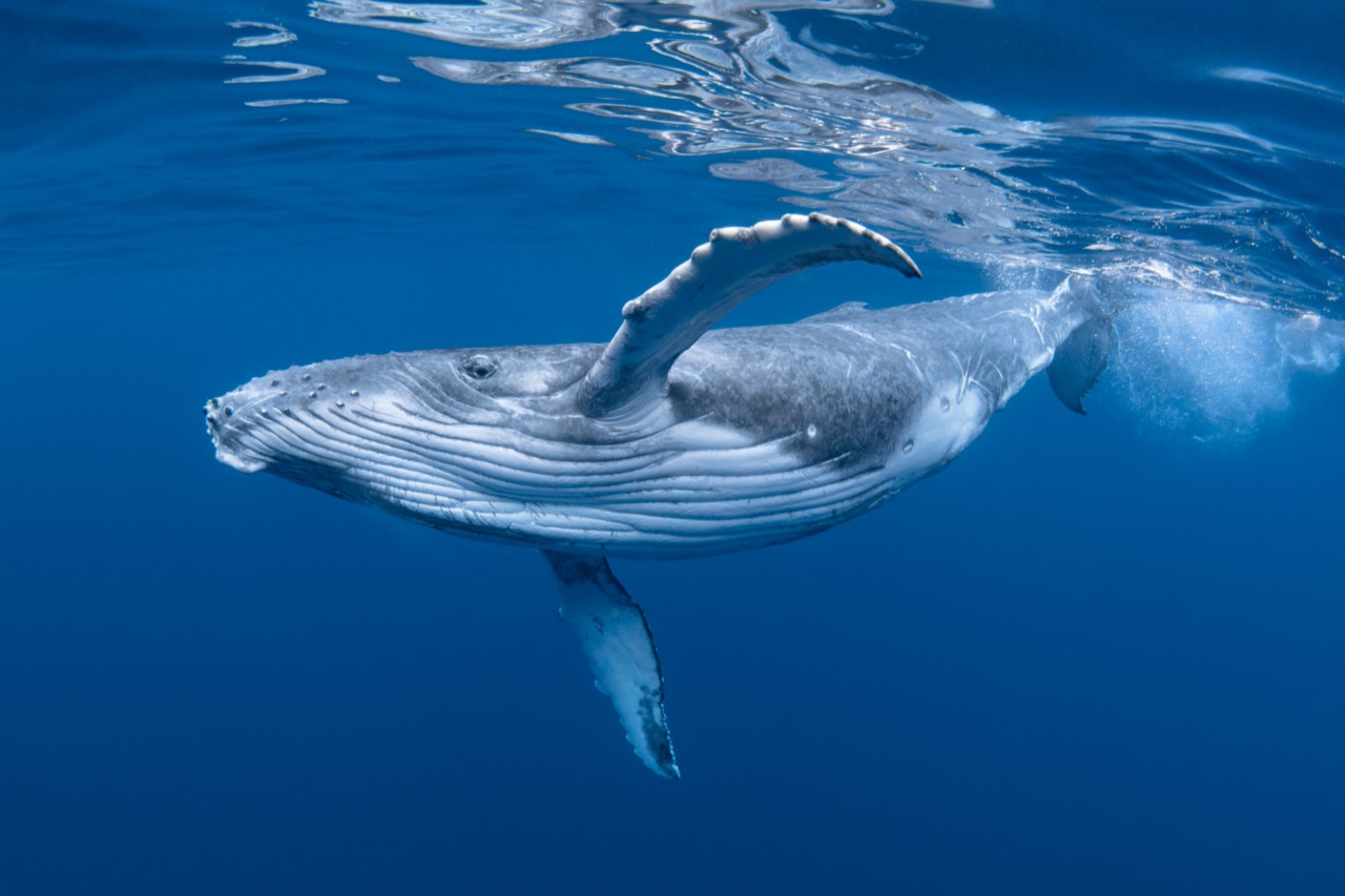 Mysteries of the Deep Exploring the Life of the Humpback Whale