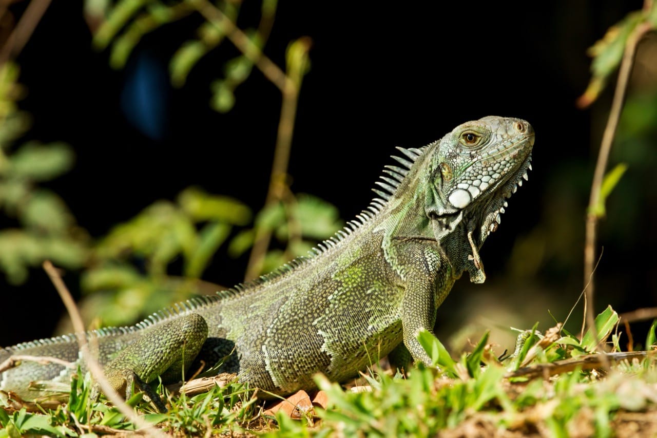 Masters of Camouflage The Fascinating World of Green Iguanas