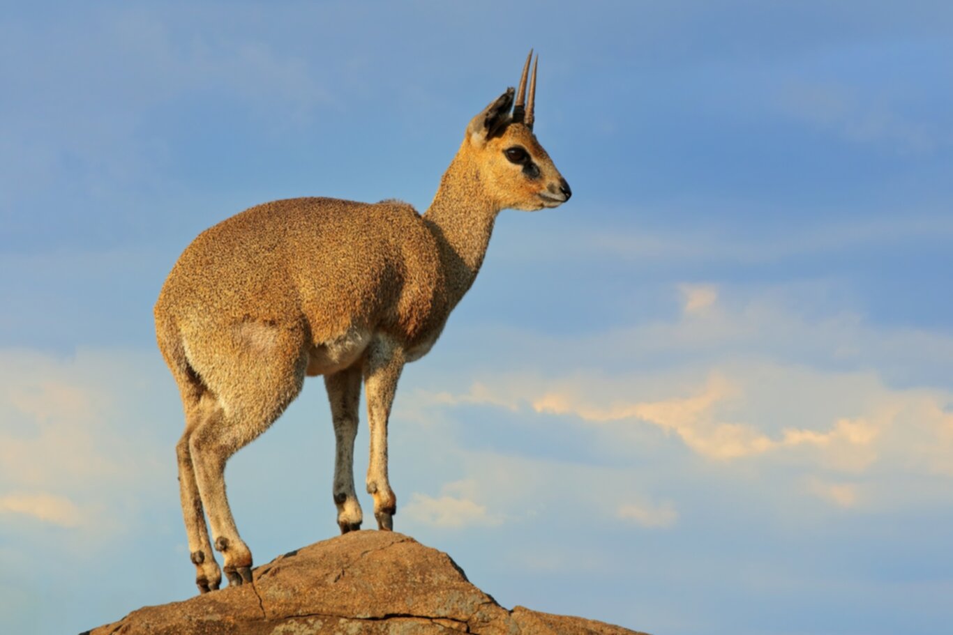 Klipspringer The Agile Acrobat of African Rocks