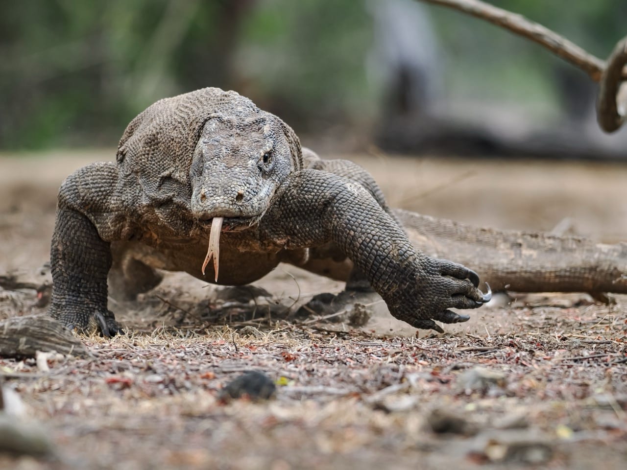 The Majestic Komodo Dragon Earth’s Largest Living Lizard