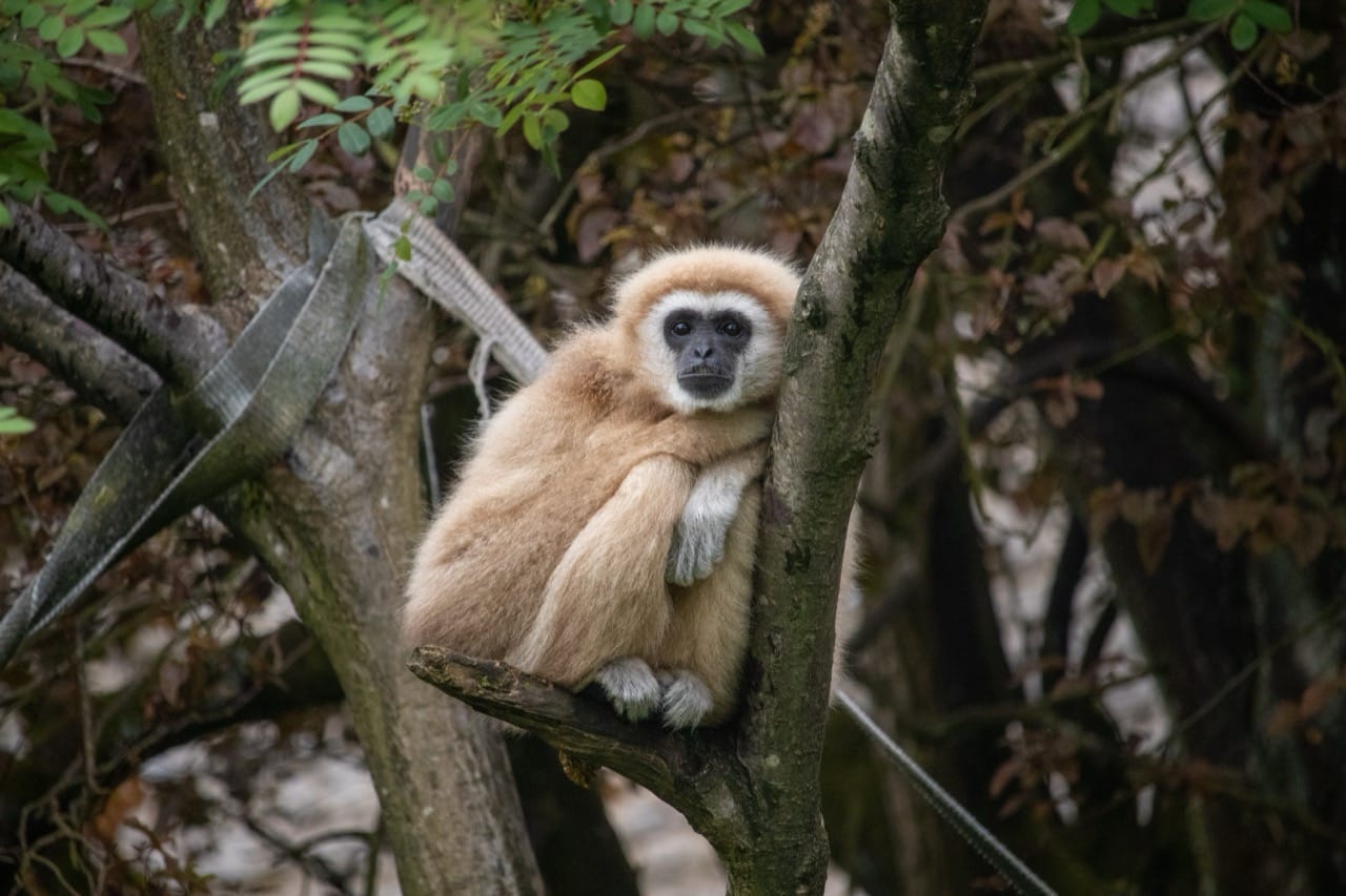 Whispers from the Treetops The Enigmatic World of the Gibbon