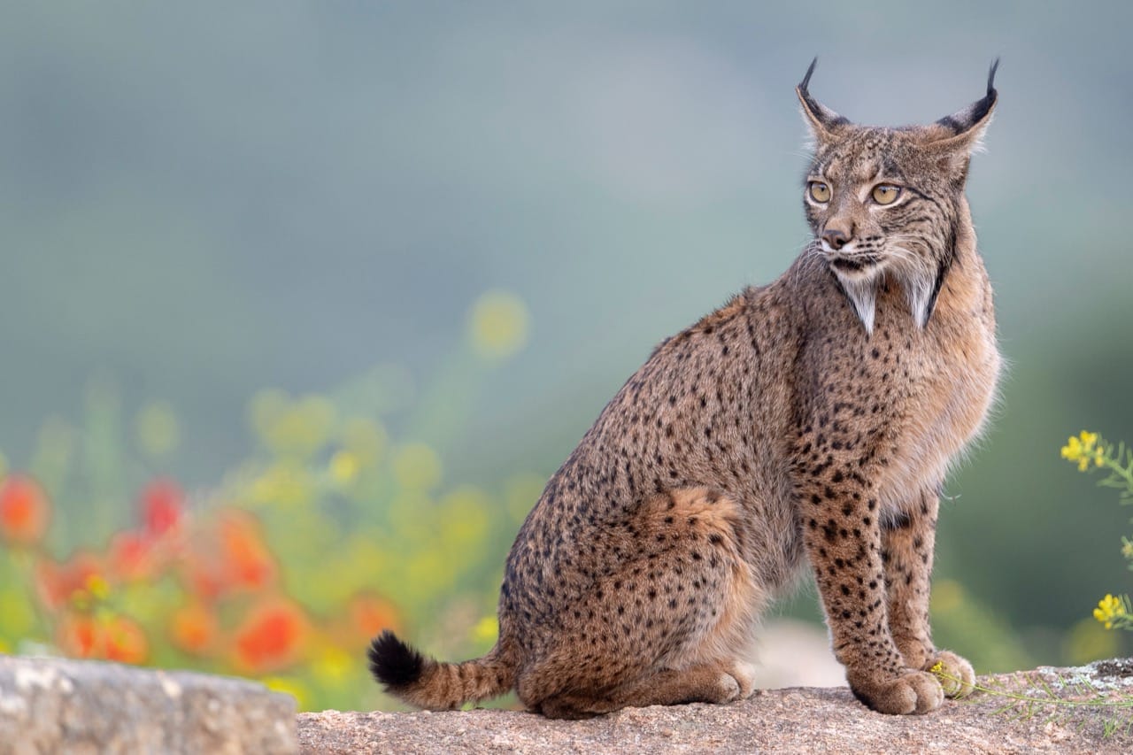 The Enigmatic Iberian Lynx Europe’s Feline Phantom