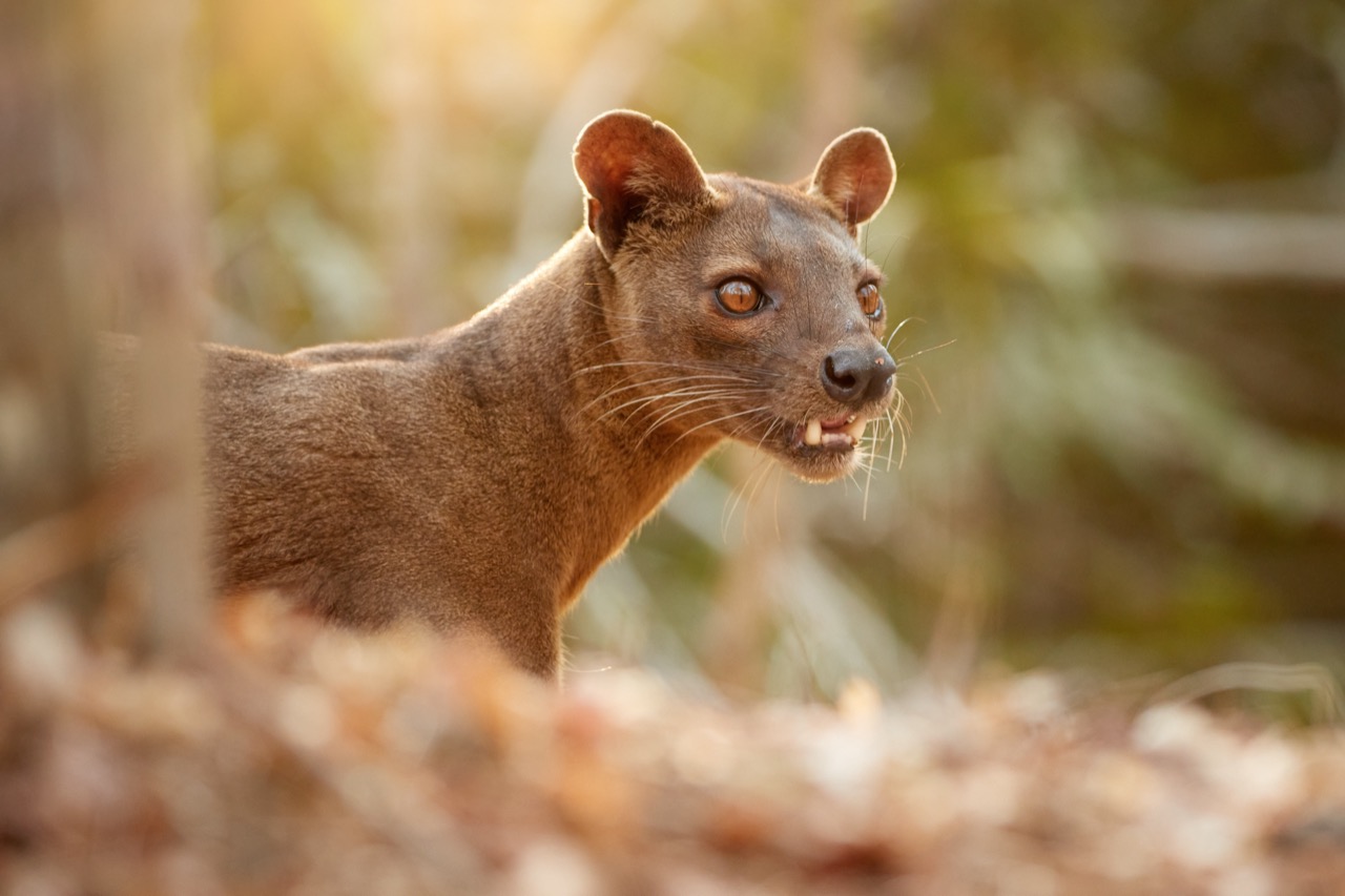 Unveiling the Secrets of the Fossa Madagascar’s Premier Predator
