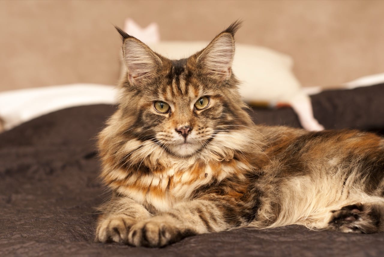 The Majestic Maine Coon A Gentle Giant Among Cats