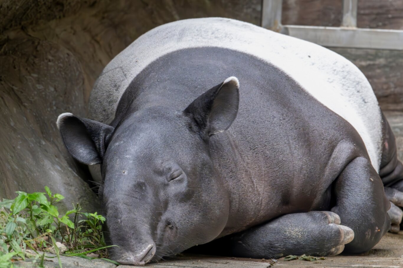 Gentle Giants of the Forest Unveiling the Secrets of the Malayan Tapir