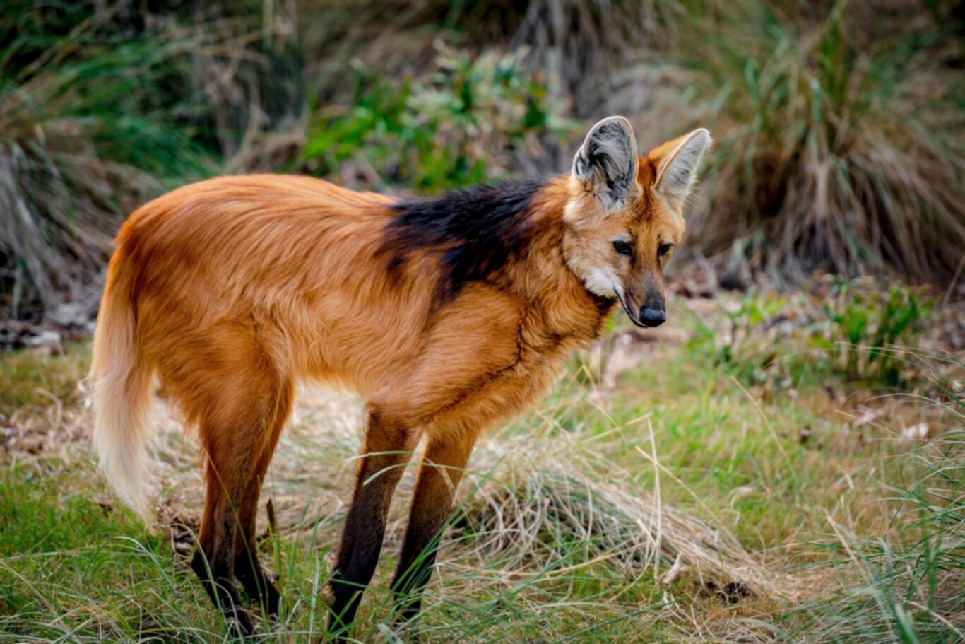 The Enigmatic Maned Wolf South America’s Majestic Canid