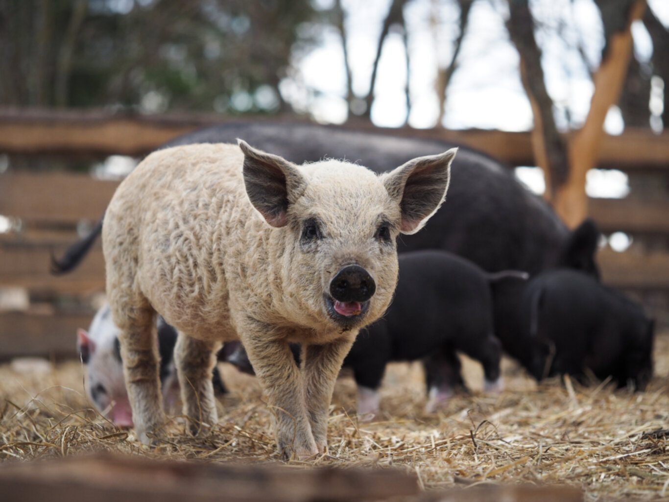Mysteries of the Mangalitsa The Woolly Pig with a Rich Heritage