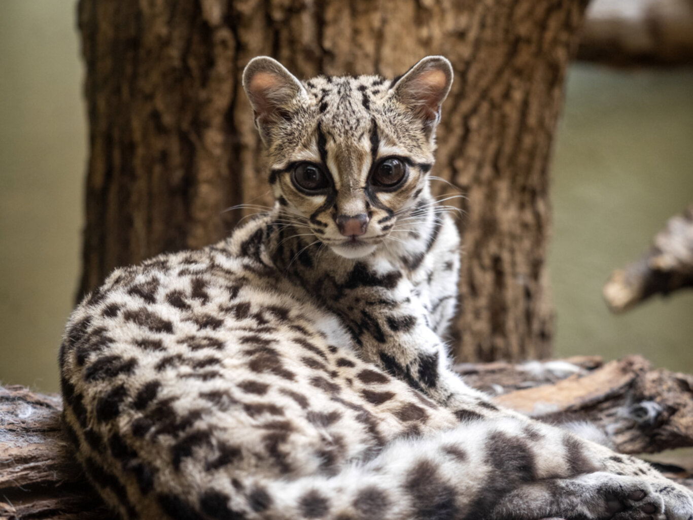 The Enigmatic Margay Master of Arboreal Acrobatics