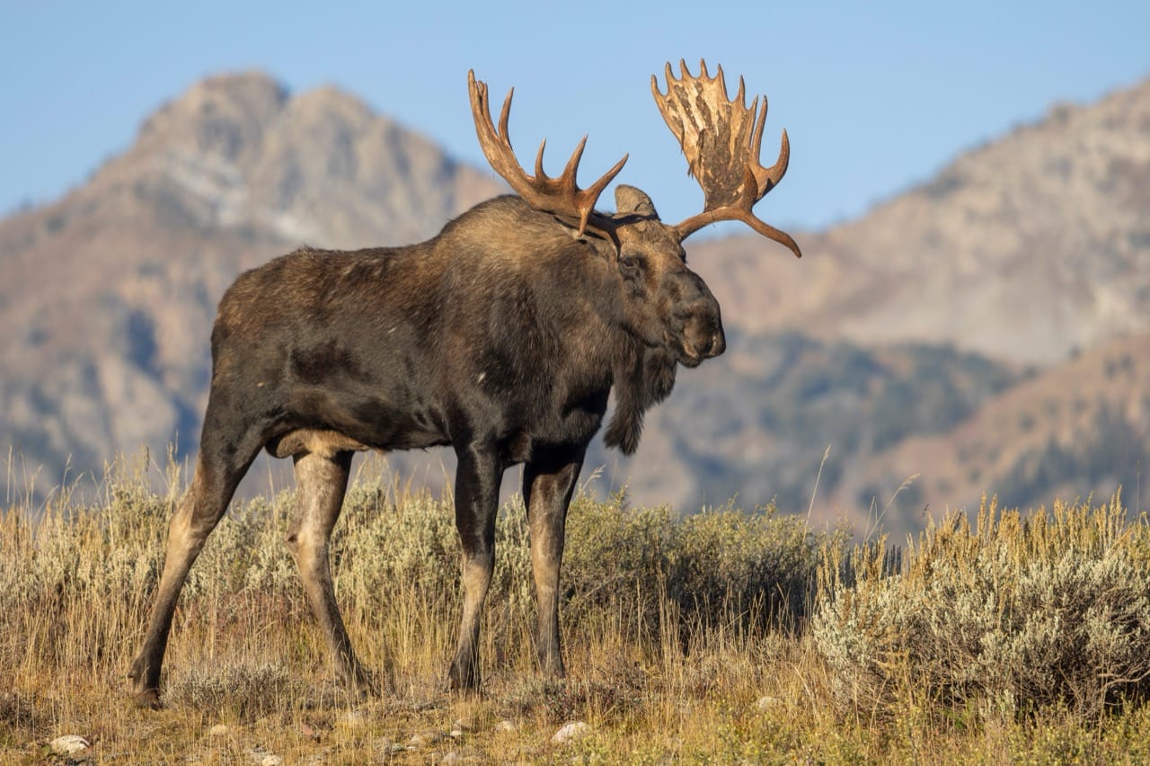 Majestic Giants The Fascinating World of the Moose
