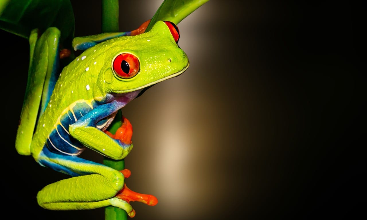 The Vibrant World of the Red-Eyed Tree Frog