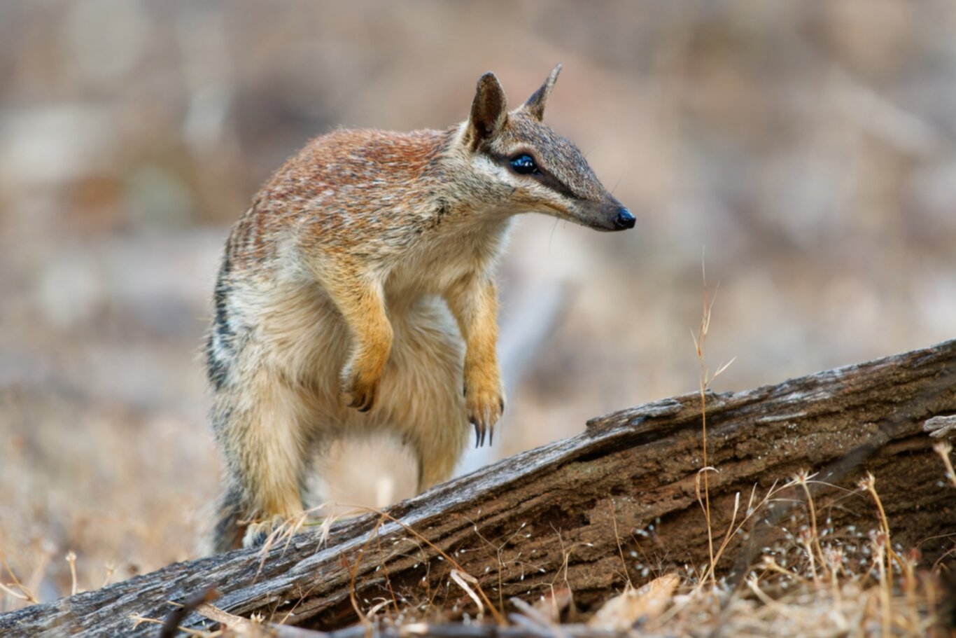 Exploring the Enigmatic World of the Numbat Australia’s Terrestrial Termite Hunter