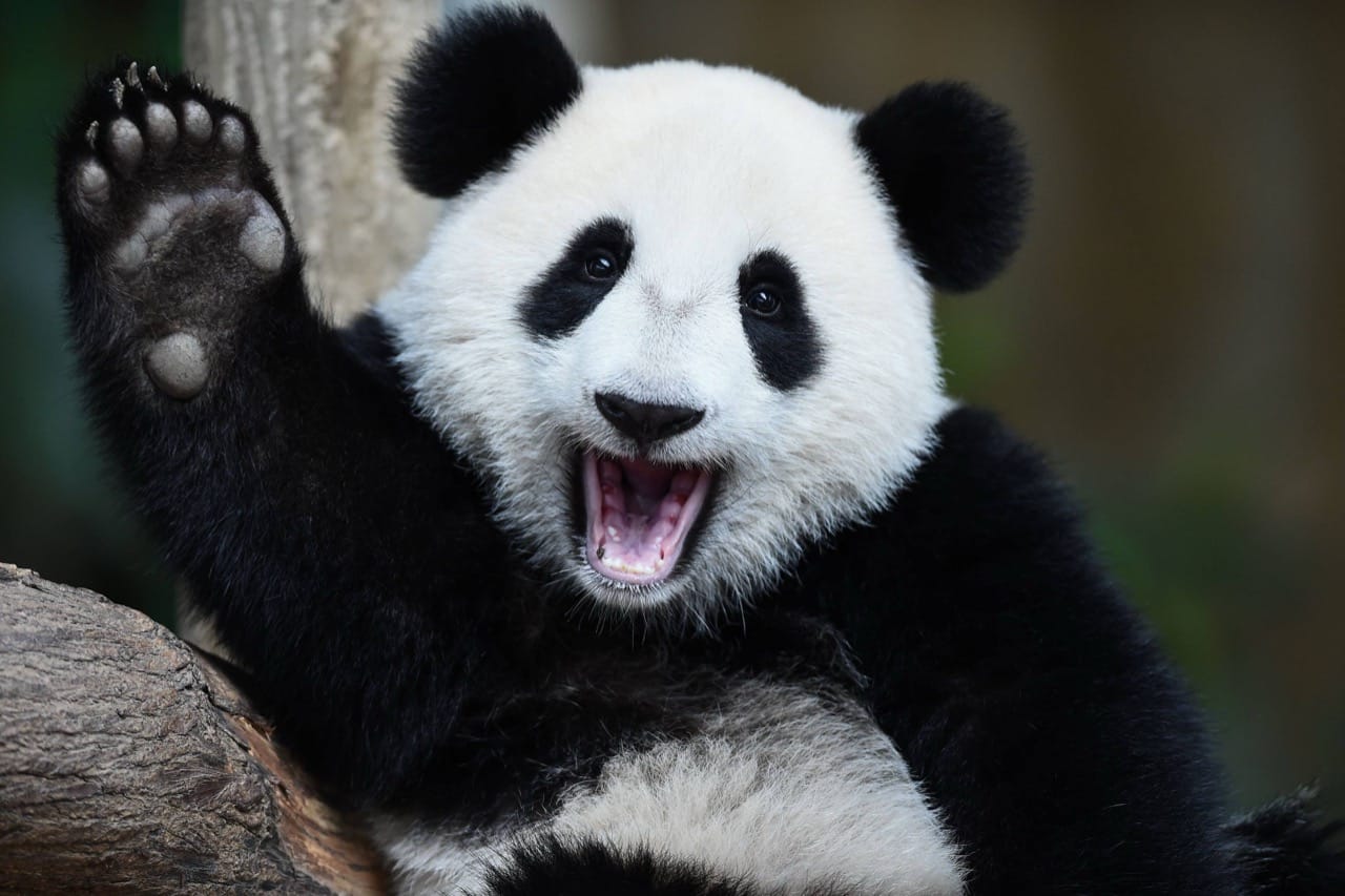 The Enchanting World of the Giant Panda