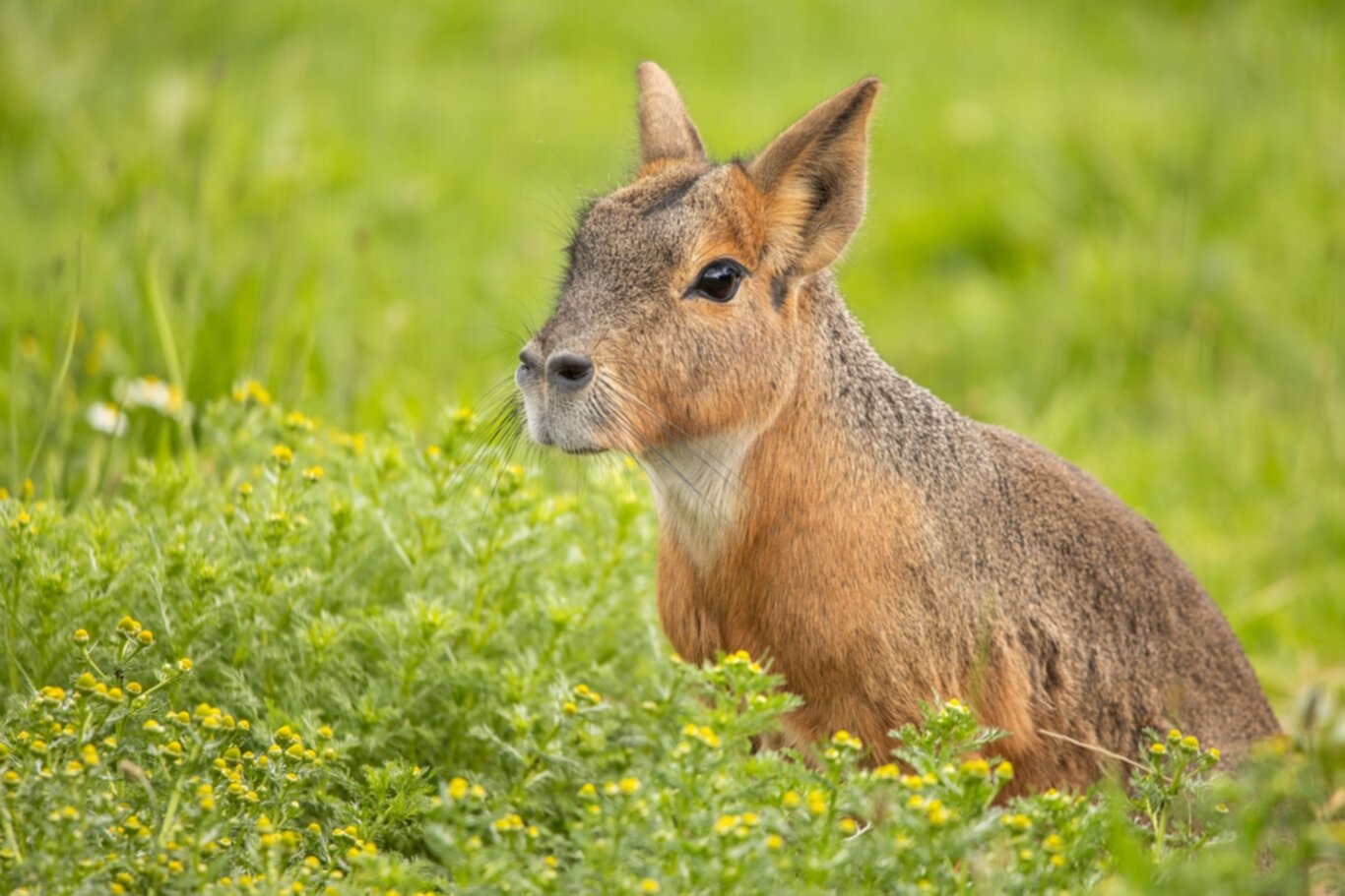 Unveiling the Secrets of the Patagonian Mara A Unique Blend of Rabbit and Deer