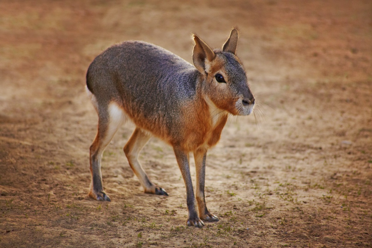 The Enigmatic Patagonian Mara A Unique Blend of Rabbit and Deer
