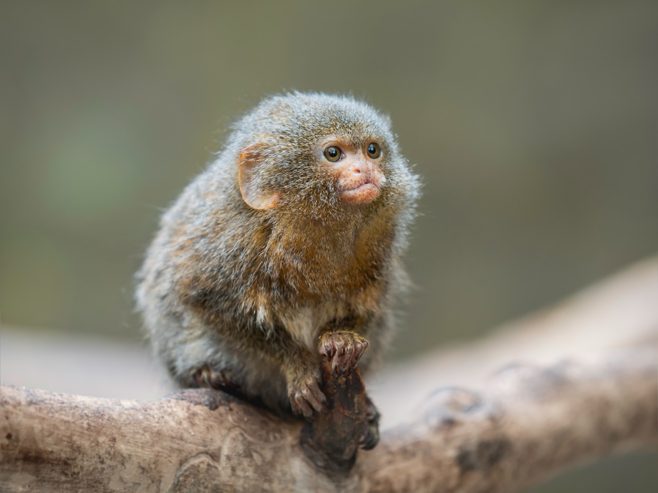 The Enigmatic World of the Pygmy Marmoset Nature’s Tiny Marvel