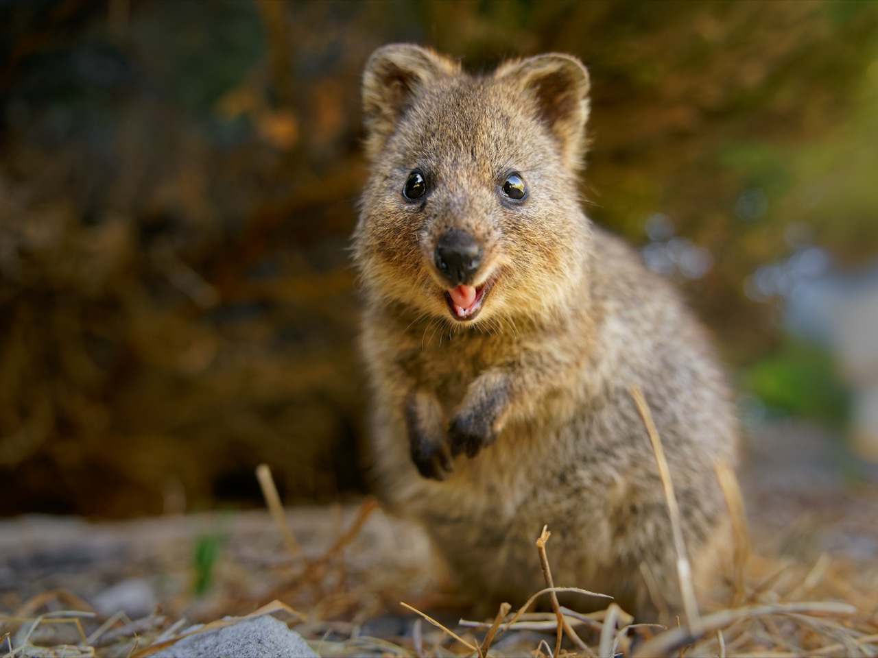 The Enigmatic Quokka A Closer Look at Australia’s Most Photogenic Marsupial