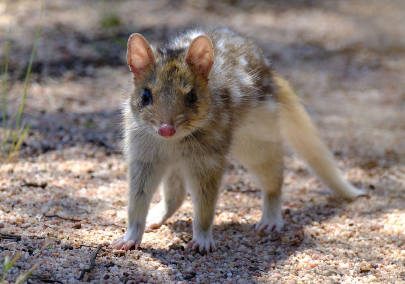 Intriguing Quolls The Carnivorous Marsupials of Australia