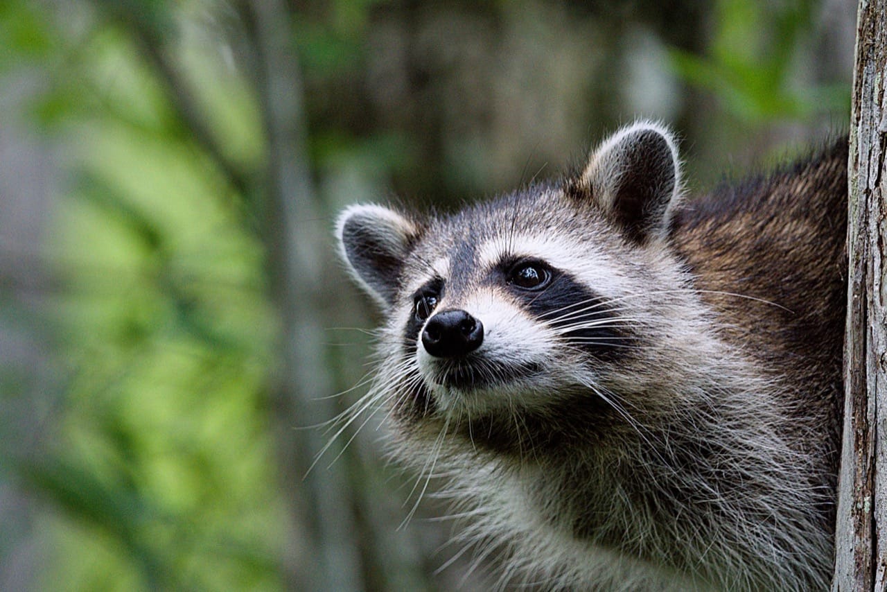 Unveiling the Enigmatic World of the Raccoon Nature’s Ingenious Bandit
