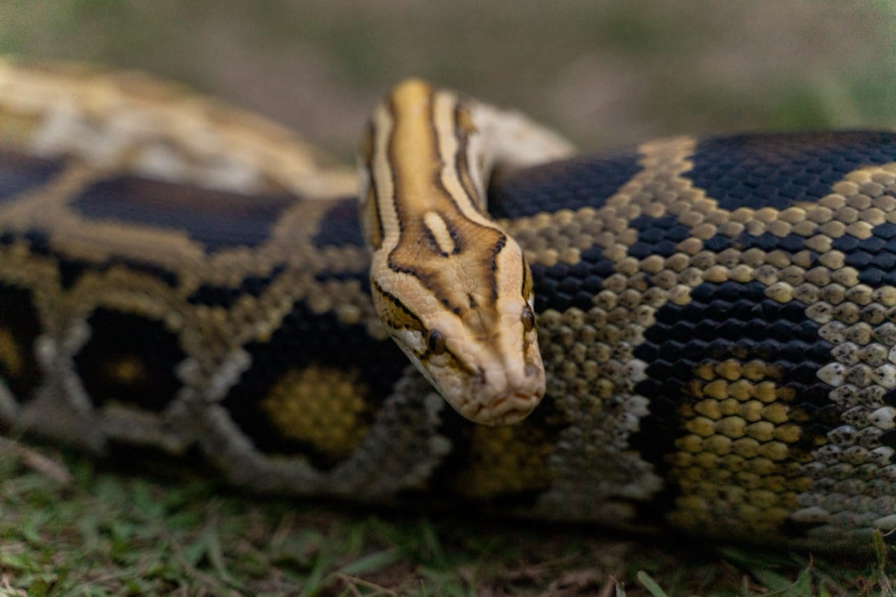 Majestic Slitherers The Intriguing World of the Burmese Python