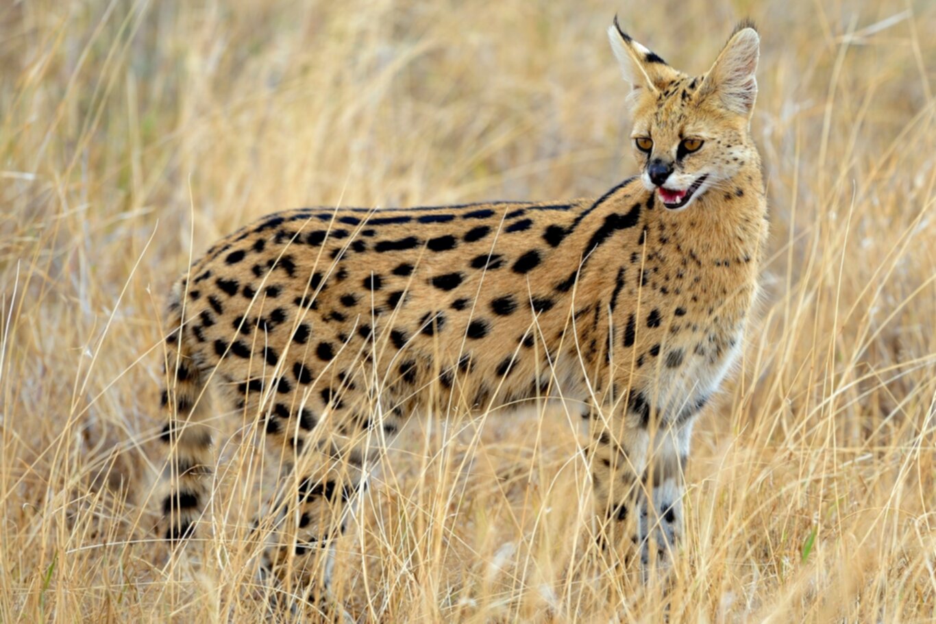 The Elusive Elegance of the Serval Africa’s Master Hunter