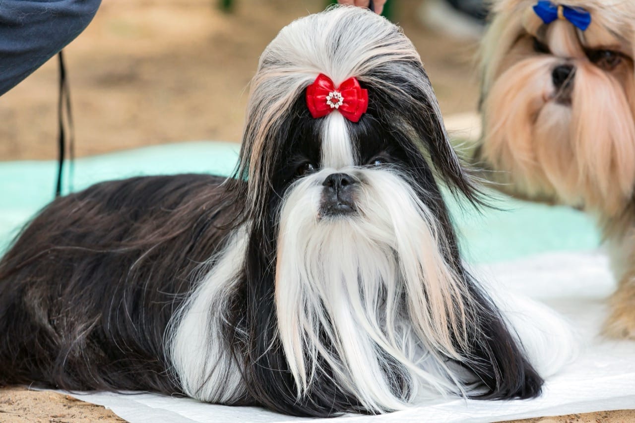 Shih Tzu The Charming Little “Lion Dog”