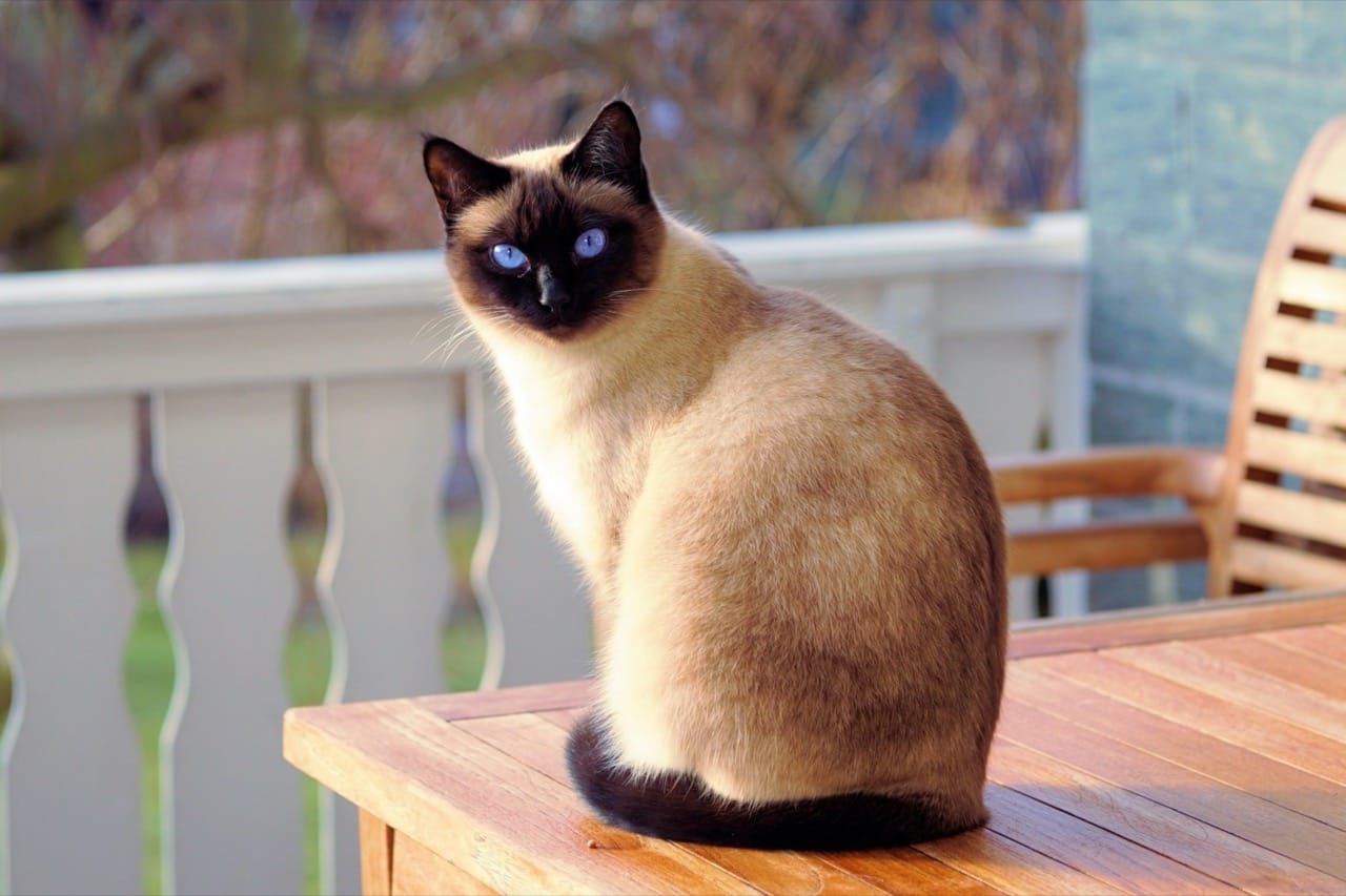 The Enigmatic Siamese Cat A Feline of Beauty and Mystery