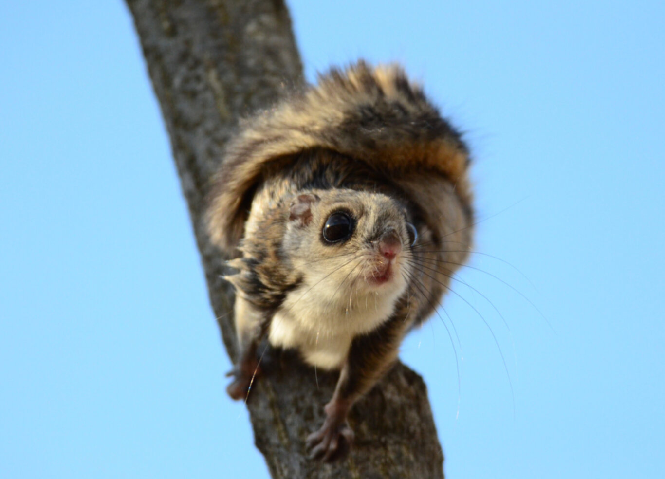 Unveiling the Secrets of the Northern Flying Squirrel