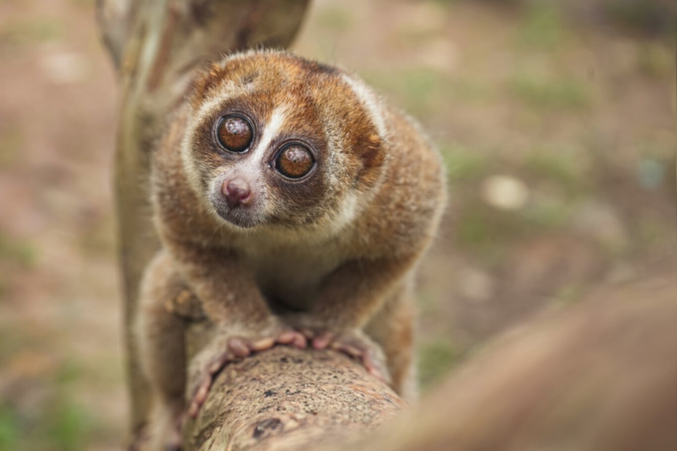 The Enigmatic Eyes of the Slow Loris A Closer Look at Its Mysterious Life