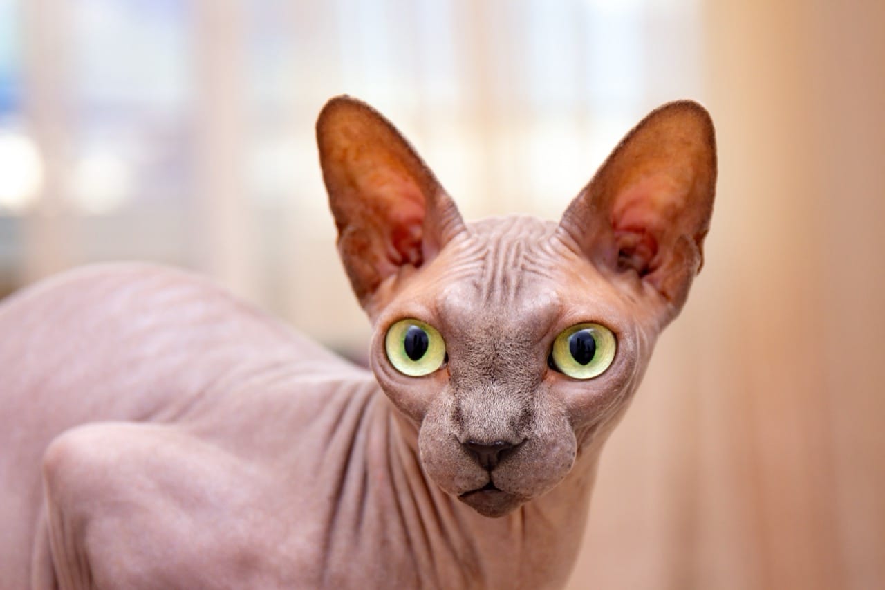 The Enigmatic Sphinx Cat A Study in Bare Beauty and Refined Grace
