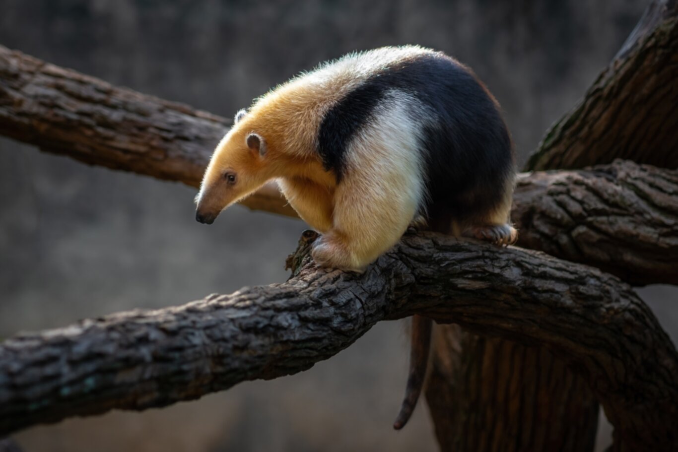 Southern Tamandua Nature’s Ingenious Ant-Eater