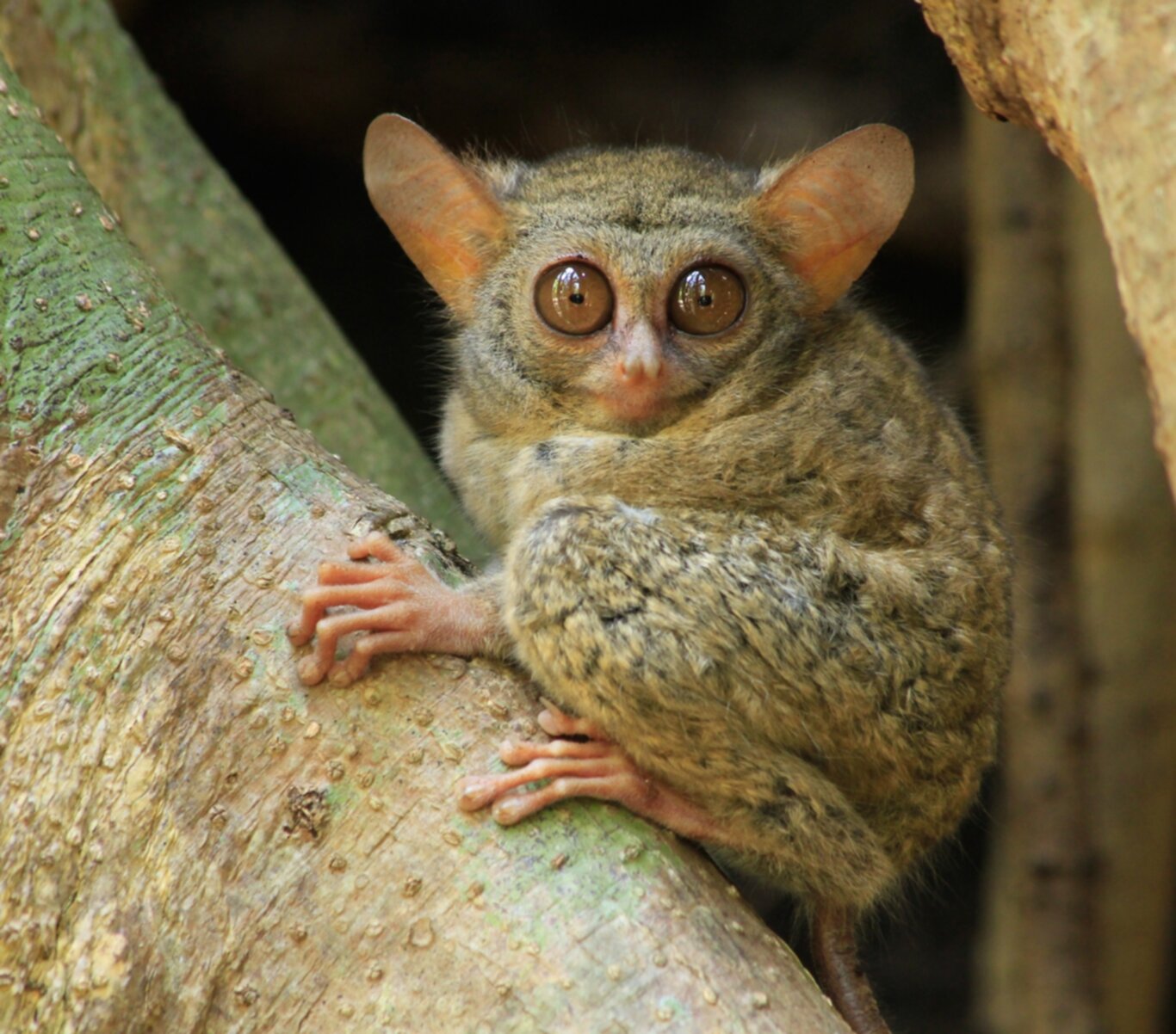 The Enigmatic World of the Tarsier A Window into Primitive Mammalian Life