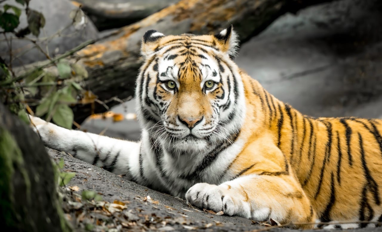 The Majestic Tiger A Closer Look at an Iconic Predator