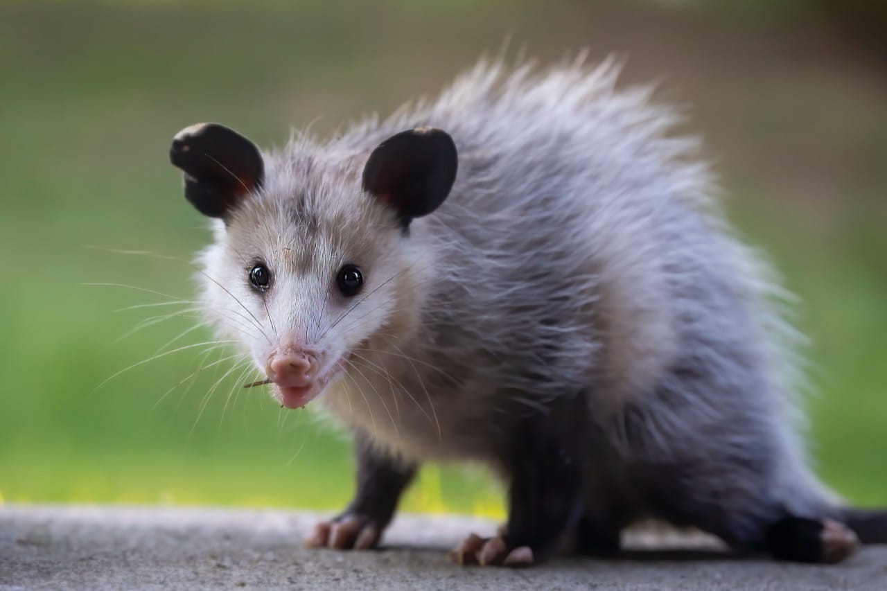 The Enigmatic Opossum North America’s Pioneering Marsupial