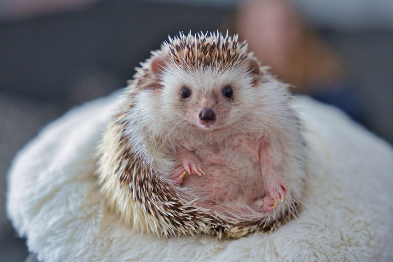 Little Spiny Wonders The Fascinating World of Hedgehogs