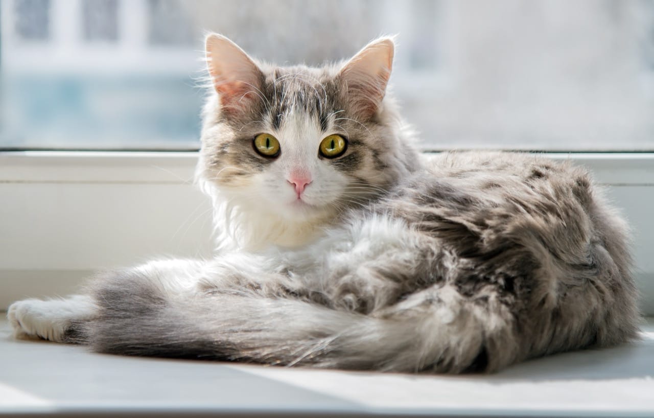 The Enigmatic Charm of the Domestic Cat A Deep Dive into Felis catus