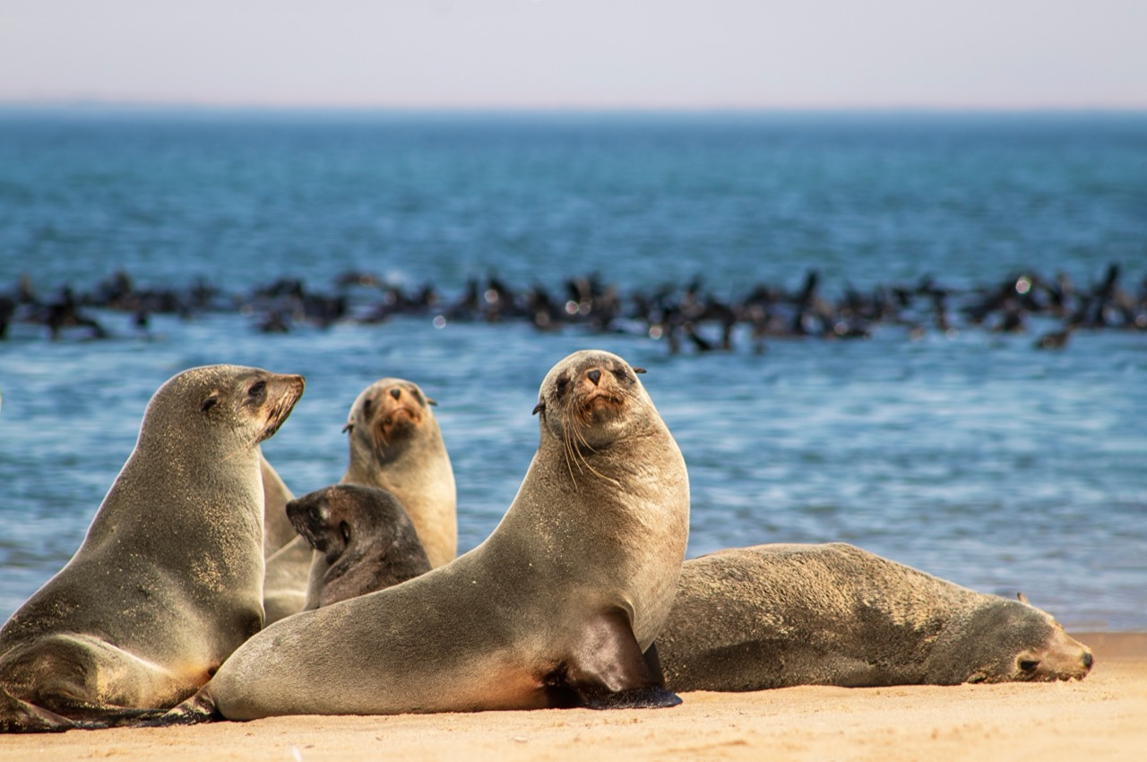 Mysteries of the Ocean’s Edge Understanding the Life of Australian Sea Lions