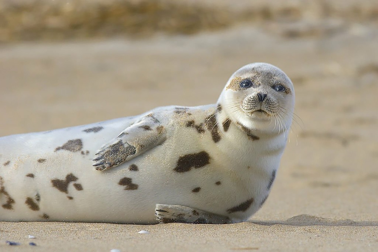 The Enchanting World of the Harbor Seal A Journey into the Life of Phoca vitulina