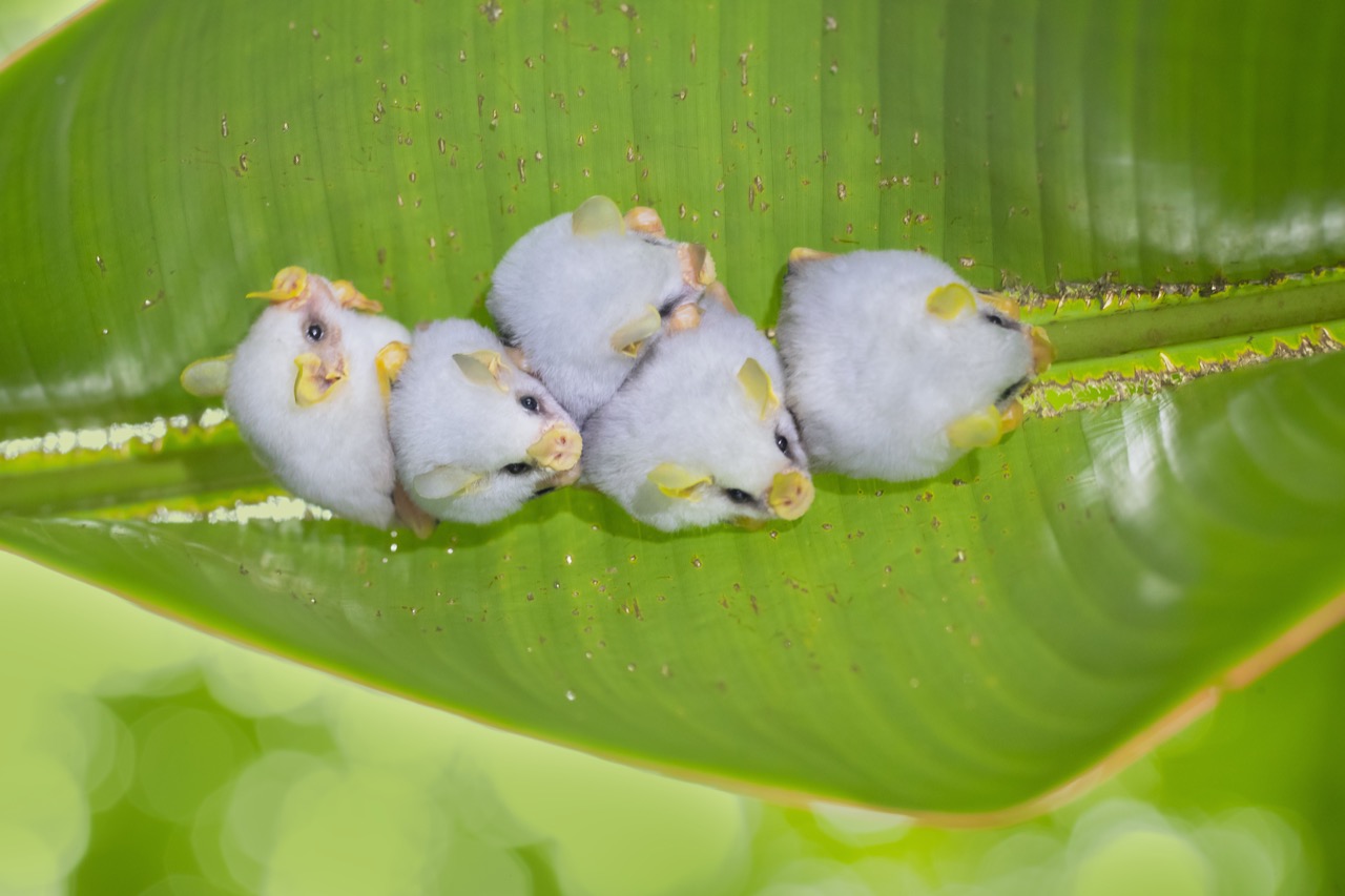 Honduran White Bats Nature’s Tiny Umbrella Users