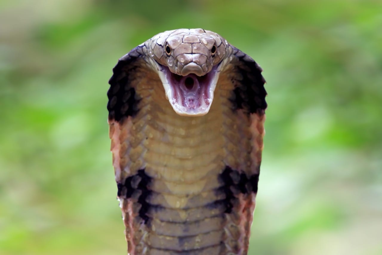 The Enigmatic World of the King Cobra Nature’s Majestic Predator