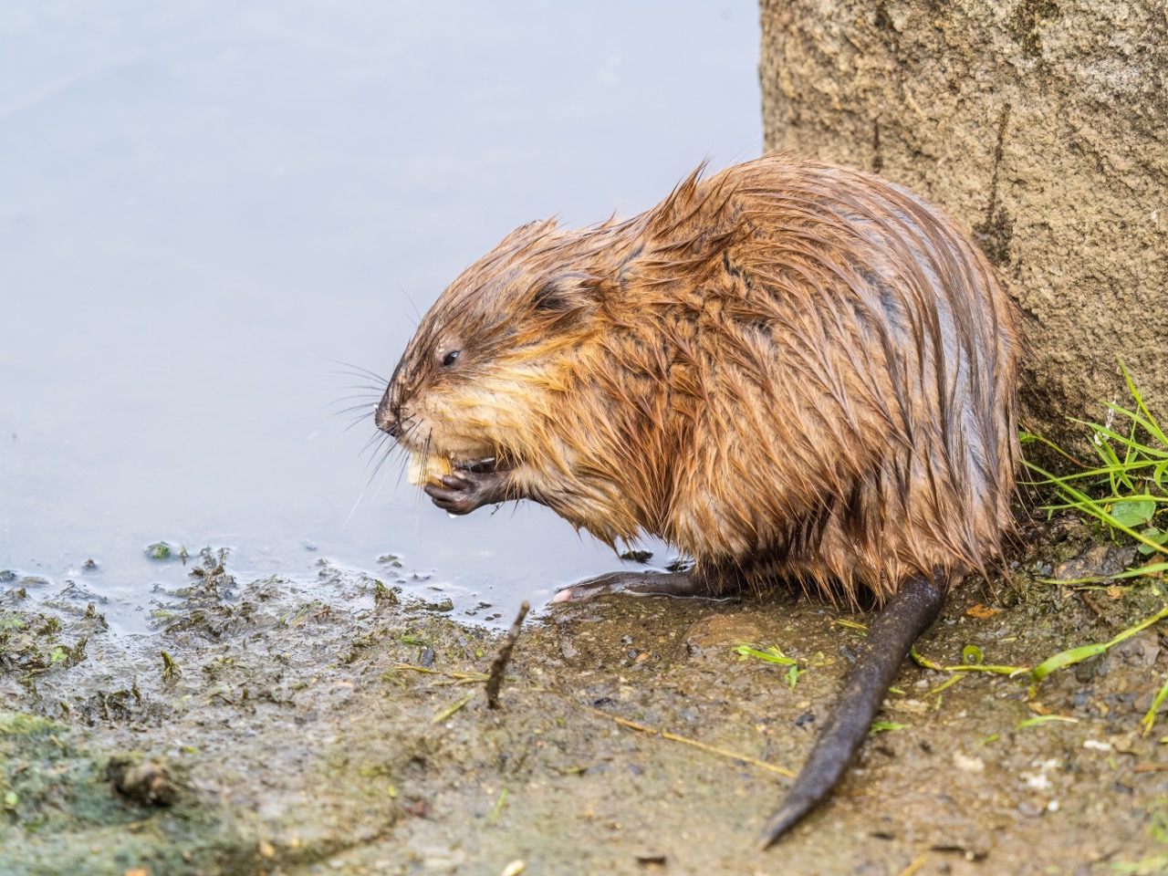 The Ingenious World of the Muskrat North America’s Aquatic Architect