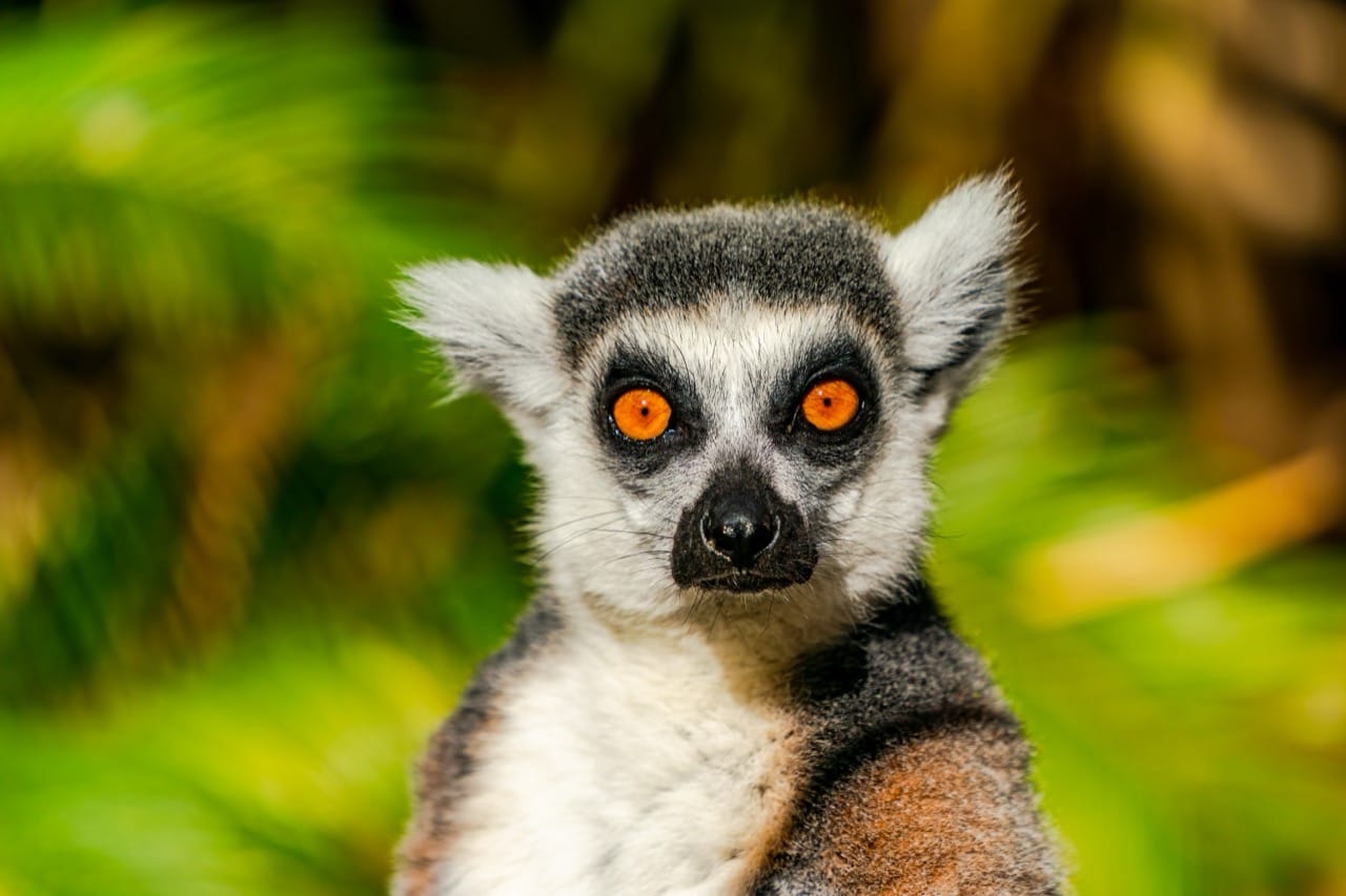 Ring-Tailed Lemur Madagascar’s Iconic Primate