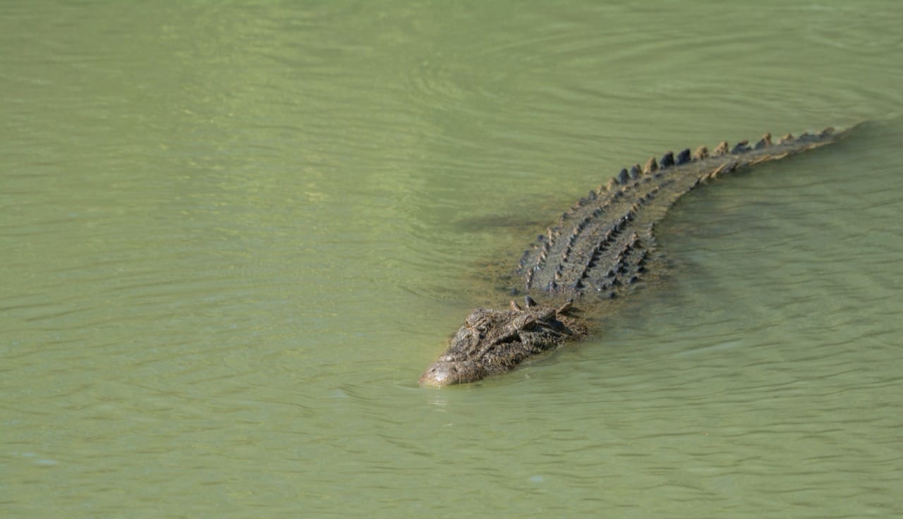 Silent Predators of the Waters The Remarkable World of Crocodilians