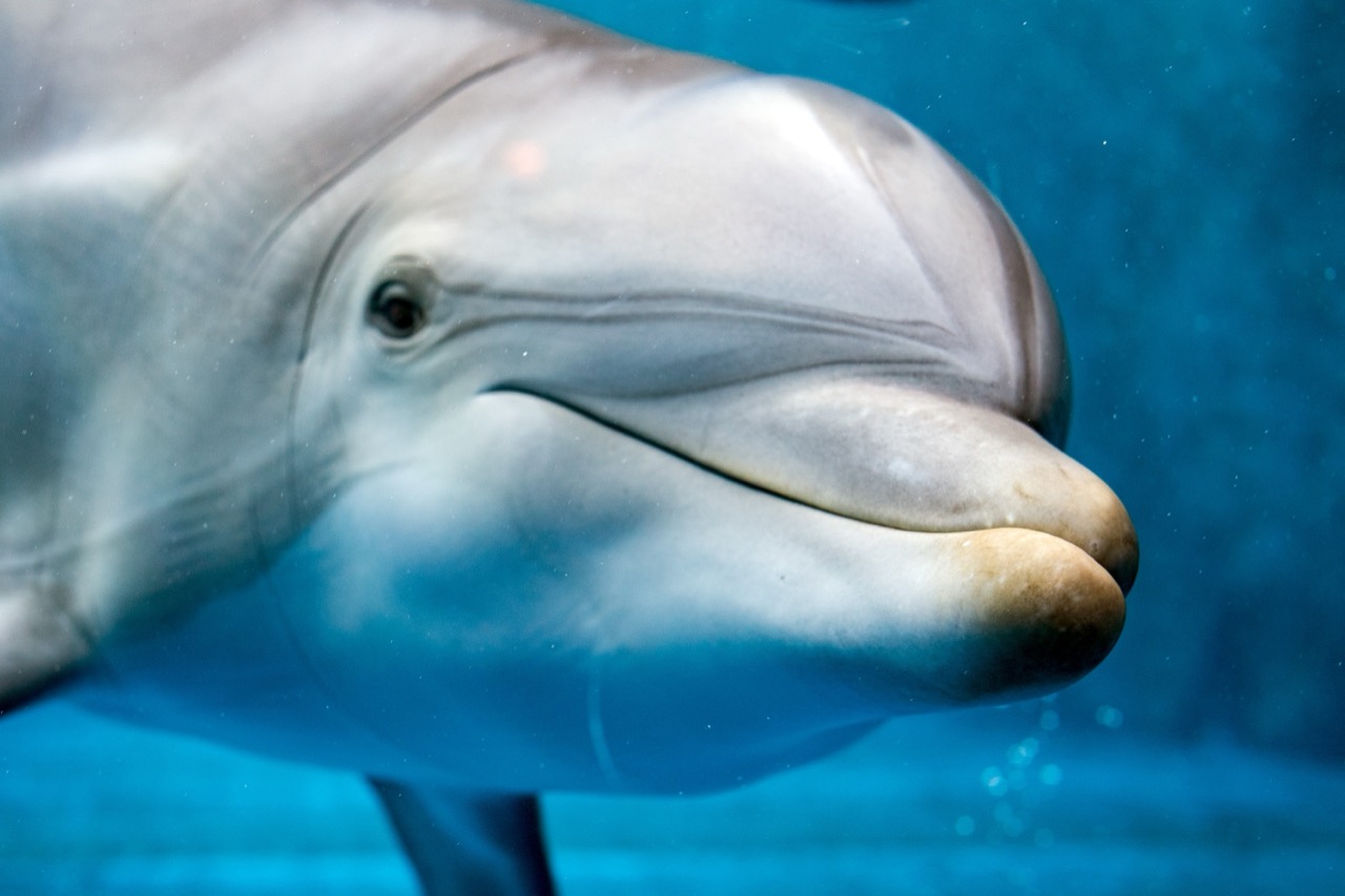 Dolphins The Acrobats of the Ocean