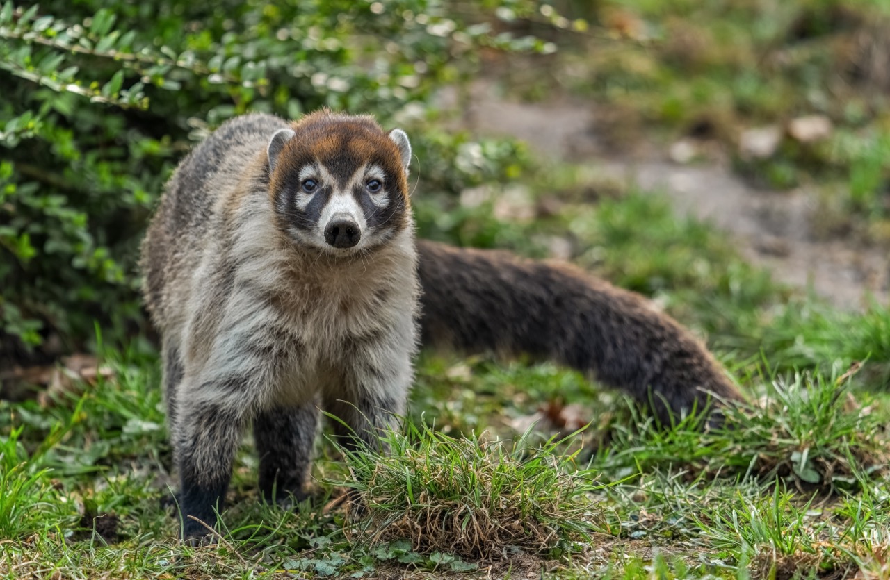 Exploring the Enigmatic World of the White-Nosed Coati
