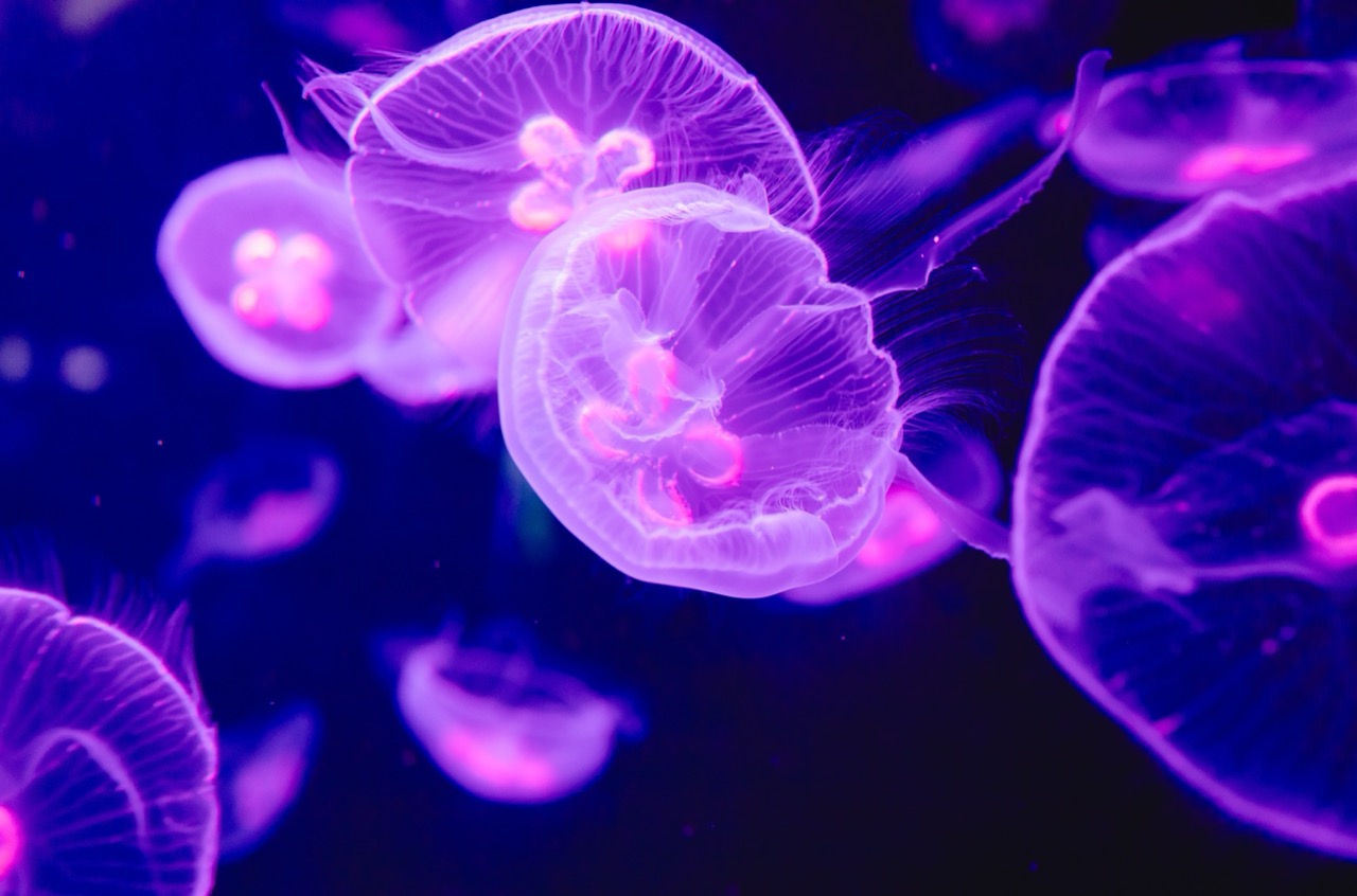 The Enigmatic Beauty of Jellyfish Nature’s Graceful Drifters